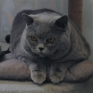 Кот