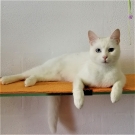 Коша