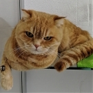 Сеня