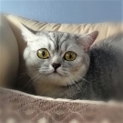 Молли