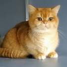 Манго