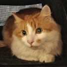 Киря