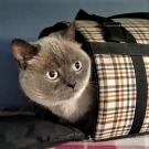 Гоша