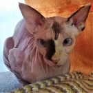 Моника
