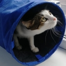 Макс