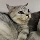 Скай