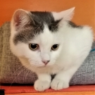Фокс