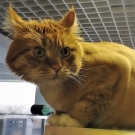 Жорж
