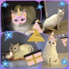Зайка и Коша