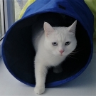 Коша