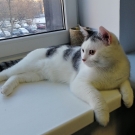 Фокс