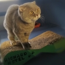 Оззик