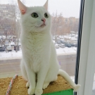 Зайка