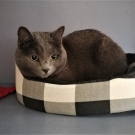 Котя