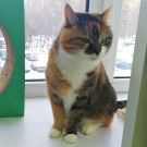 Муся