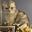 Шенон