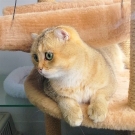 Лёлик