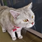 Фунтик