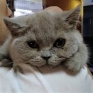 Пэнни