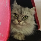 Клеопатра