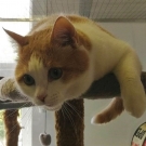 Кот