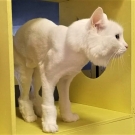 Муся