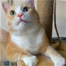 Персей