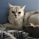 Шилла