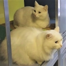 Алиса и Беляш