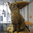 Котецу