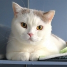 Эклер