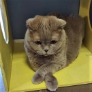 Бонзо