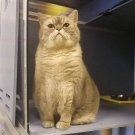 Мех
