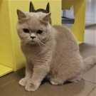 Коки