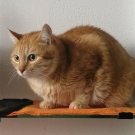 Стью