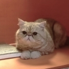 Толик