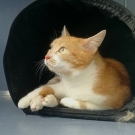 Котя