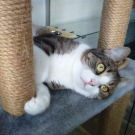 Кося