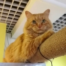 Шантик