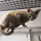 Орион
