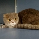 Мотя