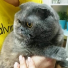 Эстель