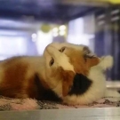 Хася