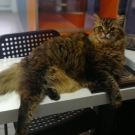 Маркиз