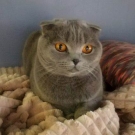 Мила