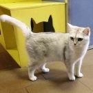 Джина