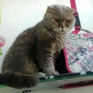 Оззик