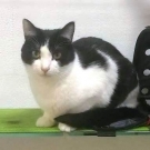 Костик