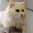 Айс