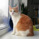 Кот